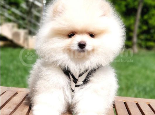 Pomeranian Boo Teddy Bear Yavrular görsel