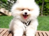Pomeranian Boo Teddy Bear Yavrular