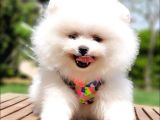 Pomeranian Boo Teddy Bear Yavrular