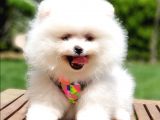 Pomeranian Boo Teddy Bear Yavrular