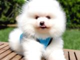 Pomeranian Boo Teddy Bear Yavrular