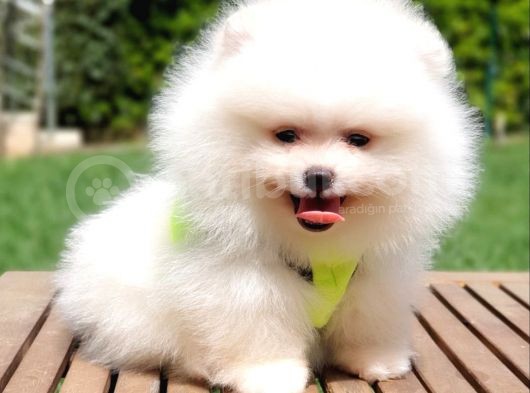 Pomeranian Boo Teddy Bear Yavrular görsel