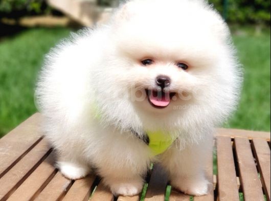 Pomeranian Boo Teddy Bear Yavrular görsel