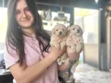 Maltipoo Yavru (Bursa Köpek Okulu)