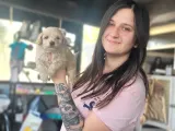 Maltipoo Yavru (Bursa Köpek Okulu)