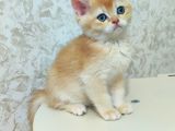 Dişi ve Erkek Golden Bebek