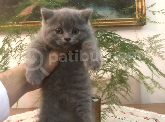 Ayı Surat Brtısh Shorthair Bebeklerim görsel