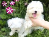 Mini Boy Kar Beyaz Maltese