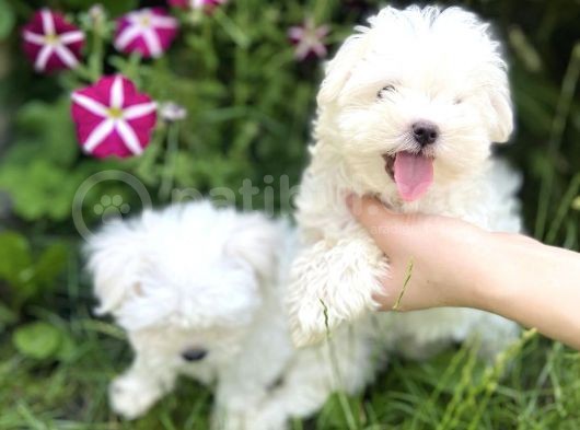 Mini Boy Kar Beyaz Maltese görsel