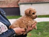 Red Brown Toy Poodle