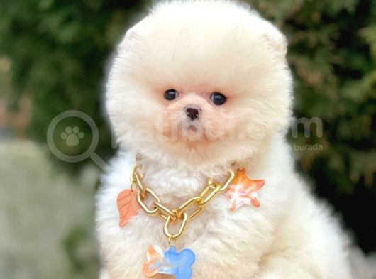 Ayı Surat Sevimli Mini Boy Pomeranian Yavrular