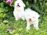 Mini Boy Kar Beyaz Maltese