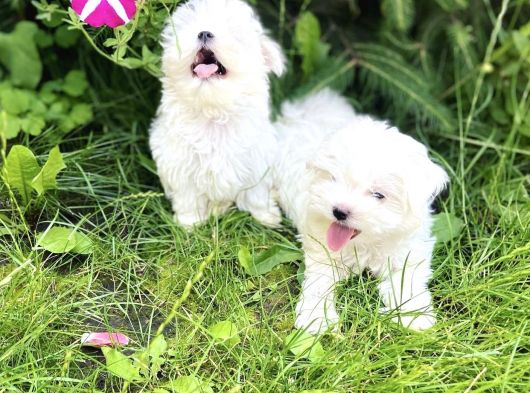 Mini Boy Kar Beyaz Maltese görsel