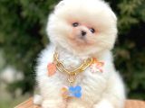 Ayı Surat Sevimli Mini Boy Pomeranian Yavrular