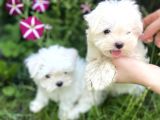 Mini Boy Kar Beyaz Maltese