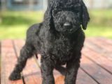 Turkiyede Tek Standart Poodle Yavrularimiz
