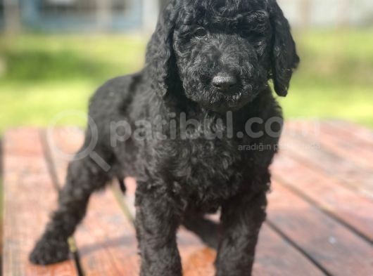 Turkiyede Tek Standart Poodle Yavrularimiz görsel