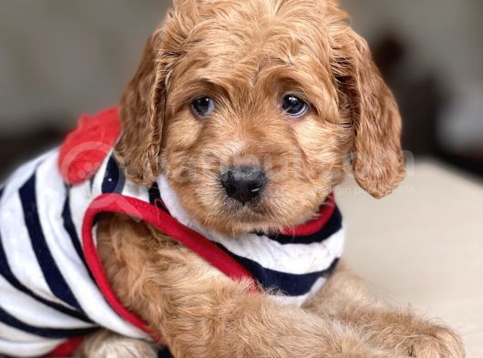 Orjinal Multigen Maltipoo Bebekler