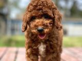 Irk Ve Saglik Garantili Poodle Bebekler