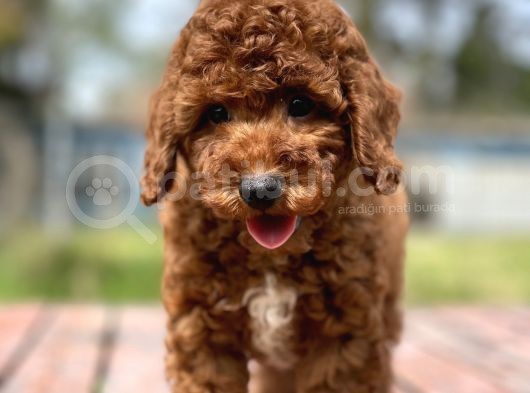Irk Ve Saglik Garantili Poodle Bebekler görsel