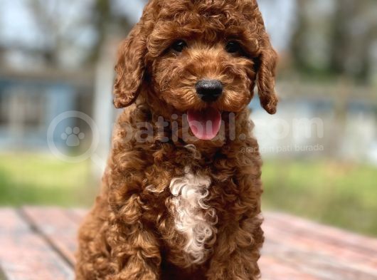Irk Ve Saglik Garantili Poodle Bebekler görsel