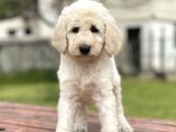 Turkiyede Tek Standart Poodle Yavrularimiz