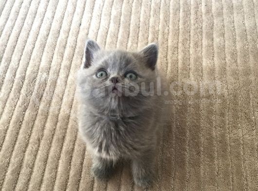 Saf British Shorthair Yavrular görsel