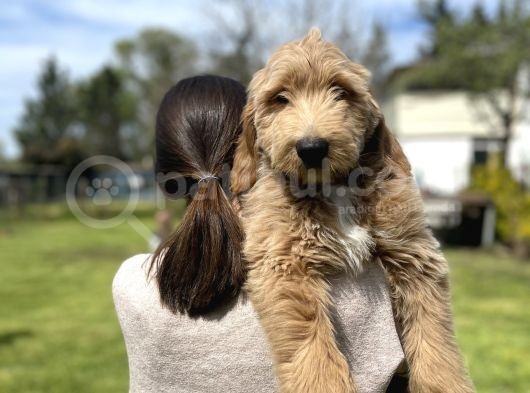 Türkiyede Tek Labradoodle Yavrularimiz görsel