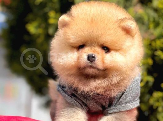 Safkan Pomeranian Boo Yavrularımız görsel