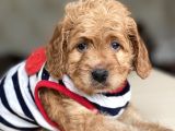 Show Kalite Maltipoo Bebekler