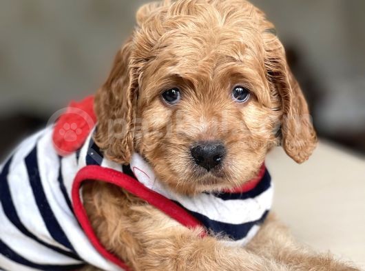 Show Kalite Maltipoo Bebekler görsel