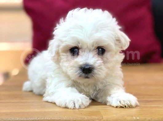 Tatli Maltese Terri̇er görsel