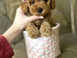 Red Brown Toy Poodle Yavrular