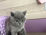 Bristh Shorthair