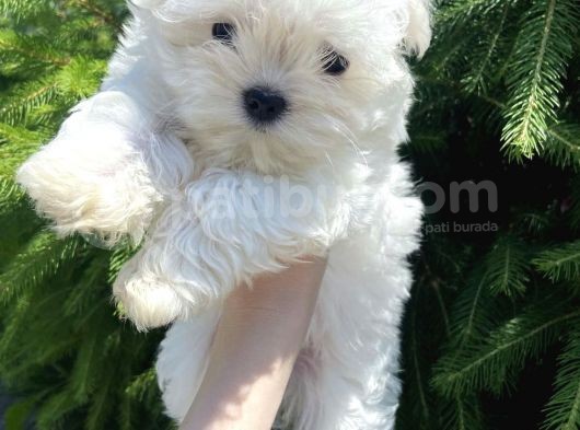 Maltese Mini Boy Yavrular görsel