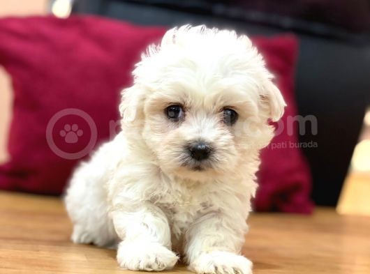 Tatli Maltese Terri̇er görsel