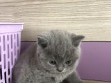 Bristh Shorthair