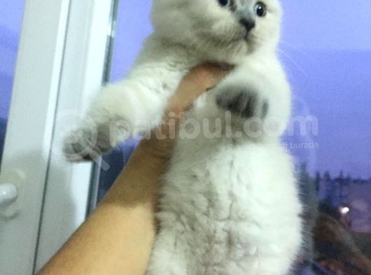 Scottish Fold & British Shorthair Yavrular Yeni Yuva Arıyor görsel