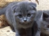 Scottish Fold & British Shorthair Yavrular Yeni Yuva Arıyor