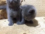 Scottish Fold & British Shorthair Yavrular Yeni Yuva Arıyor