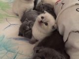 Scottish Fold & British Shorthair Yavrular Yeni Yuva Arıyor