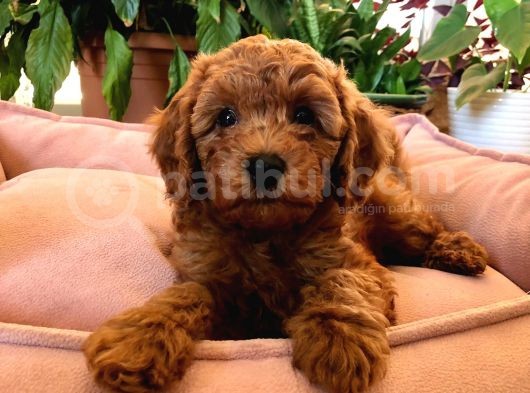 Orjinal Toy Poodle görsel