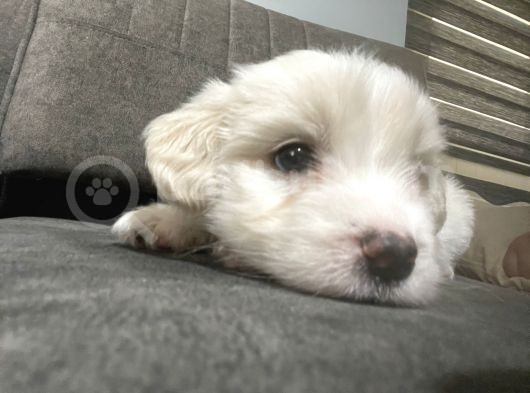 Orjinal Maltipoo Yavrumuz görsel