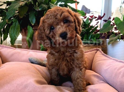 Orjinal Toy Poodle görsel