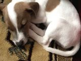 Jack Russell Teriyer