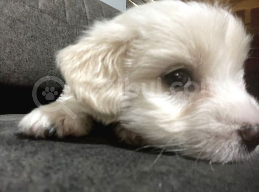 Orjinal Maltipoo Yavrumuz görsel