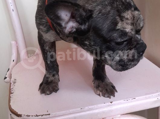 Black Merle Muhteşem Oğlumuz  görsel