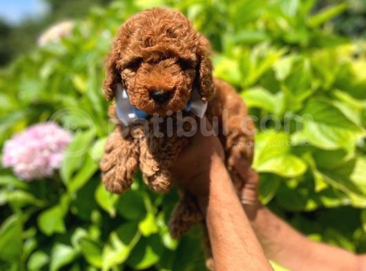 Anne Altindan Red Toy Poodle