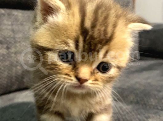 1 Aylık Erkek Scottish Fold görsel