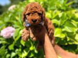 Anne Altindan Red Toy Poodle
